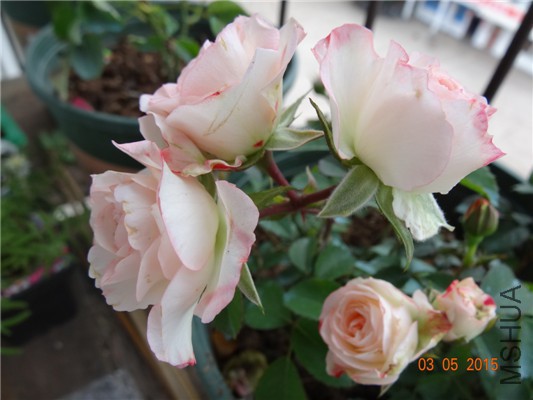 DSC08958.jpg