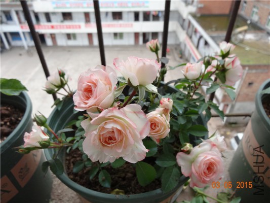 DSC08912.jpg