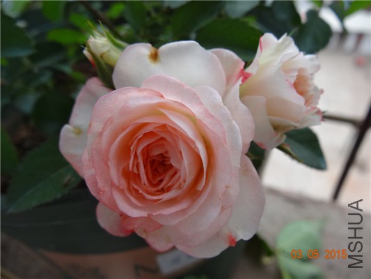 DSC08959.jpg