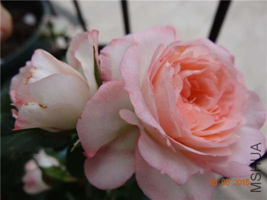 DSC08960.jpg