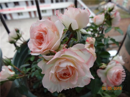 DSC08961.jpg