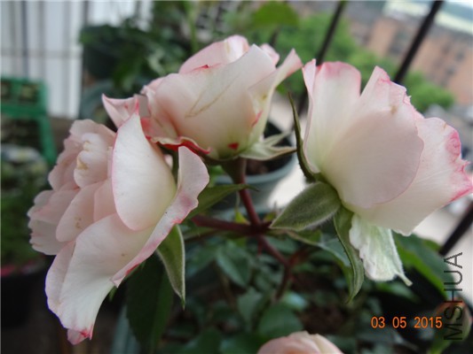 DSC08962.jpg