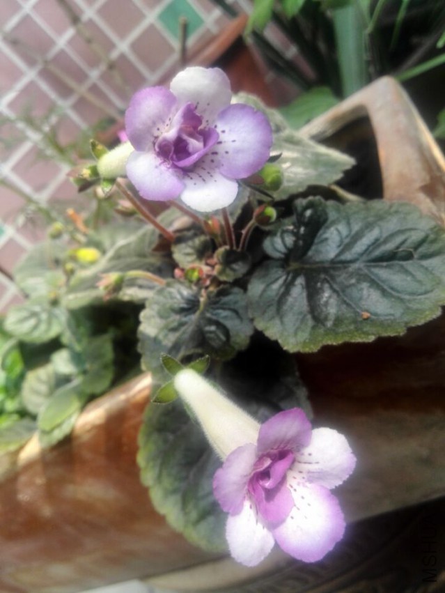 QQͼƬ20150504182030.jpg