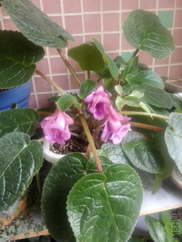 QQͼƬ20150504182103.jpg