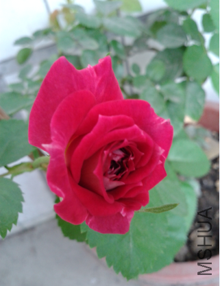 QQͼƬ20150504190539.png