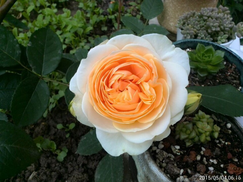 QQͼƬ20150504212039.jpg