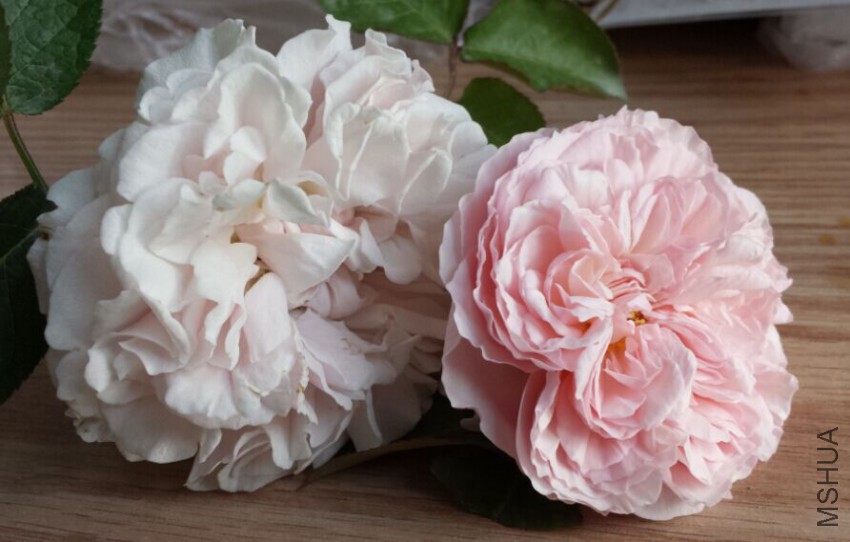 ��ɫ��ɯ�մ��ɫ������