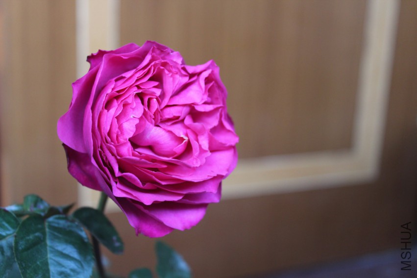 IMG_9165.jpg
