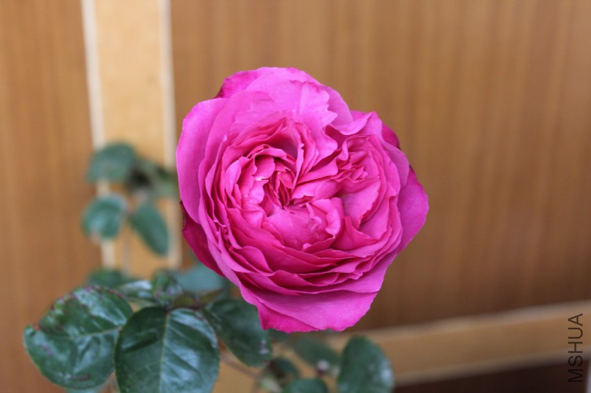 IMG_9163.jpg
