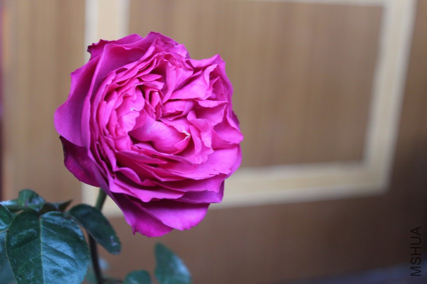 IMG_9166.jpg