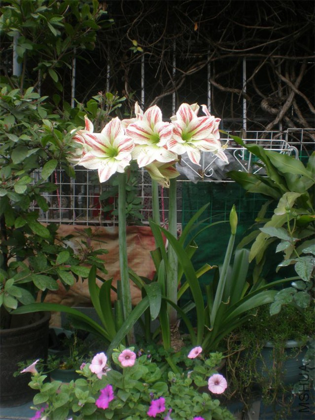 P1018842.JPG