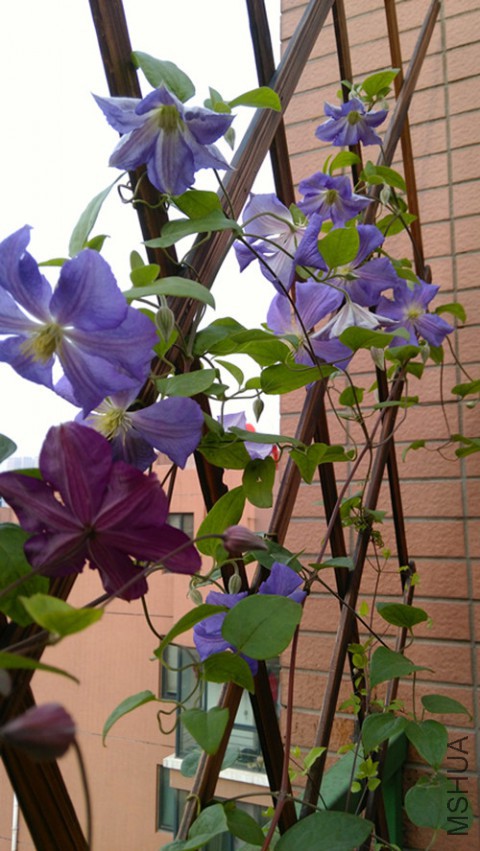 IMG_20150505_070348.jpg