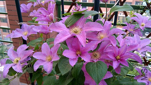 IMG_20150505_070149.jpg