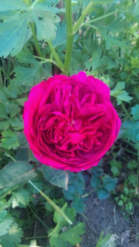 QQͼƬ20150505134323.jpg