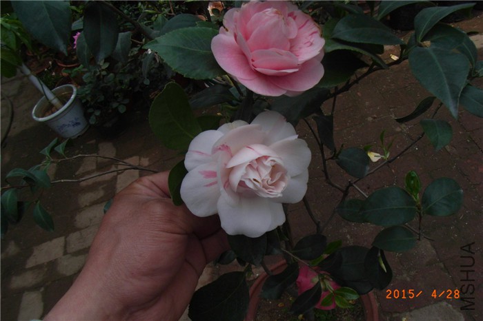 ��ɫܽ�� (8).JPG