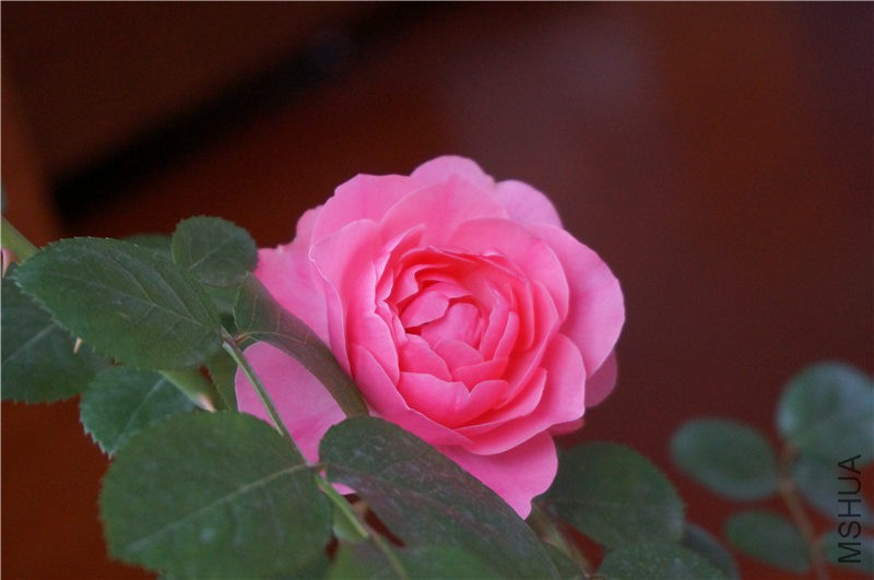 DSC02400.jpg