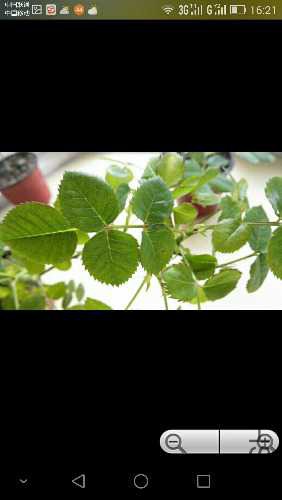 Screenshot_2015-05-05-16-21-19.jpeg