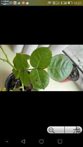 Screenshot_2015-05-05-16-21-08.jpeg