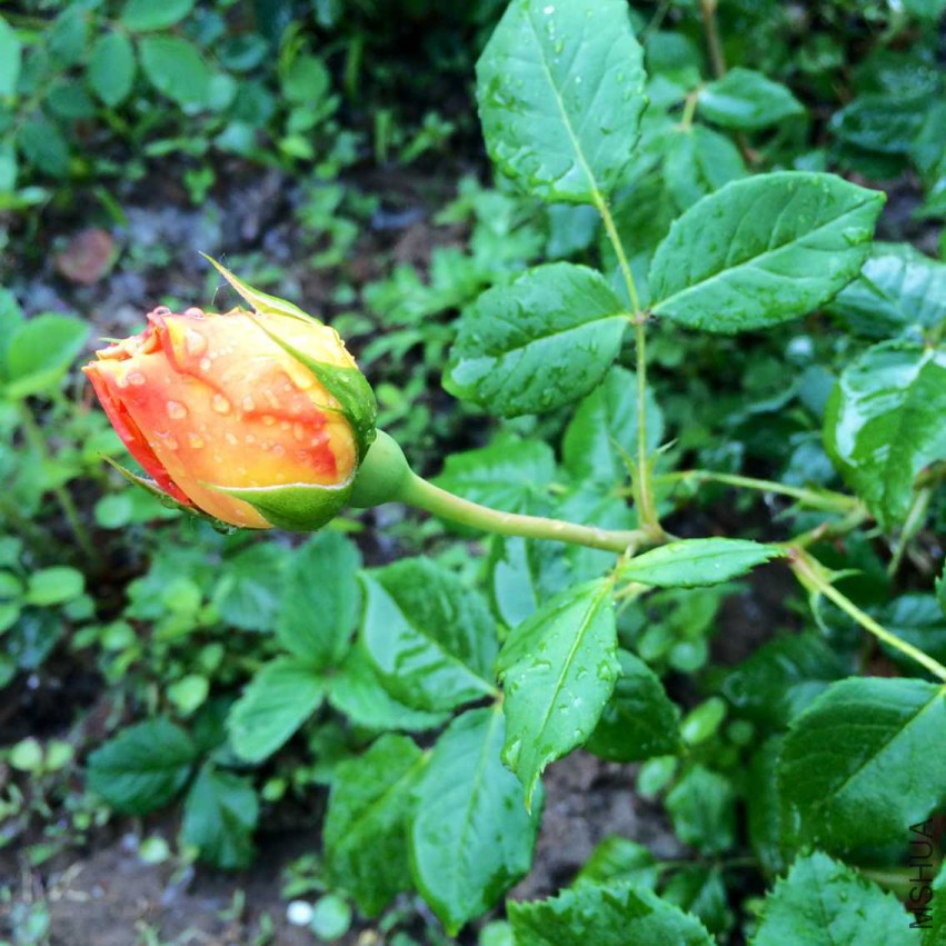 7F8202127DF3334FB3237933E271EB4A.png