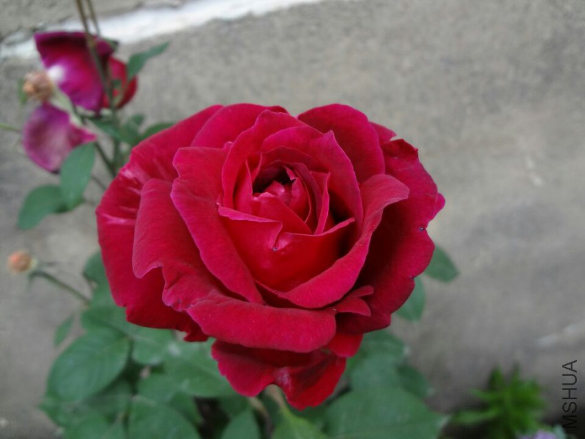 A52C25048BB8A7806D1B61C24EB97F05_0.jpg