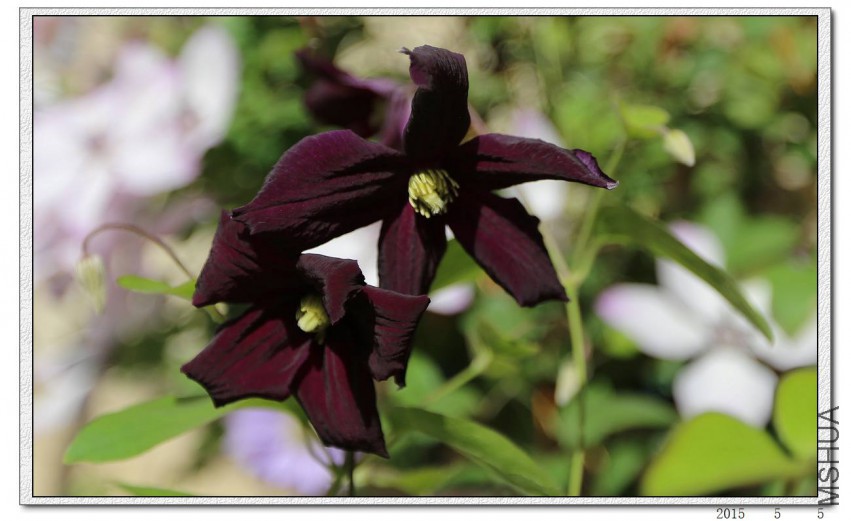 2015050503.jpg