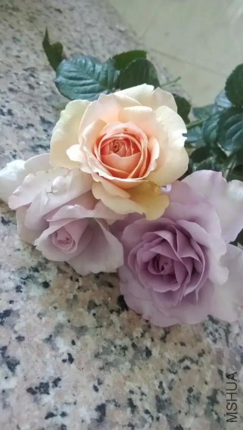 ��˿�������棬��ɫ�籩