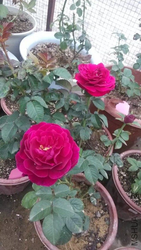 �ʹ�