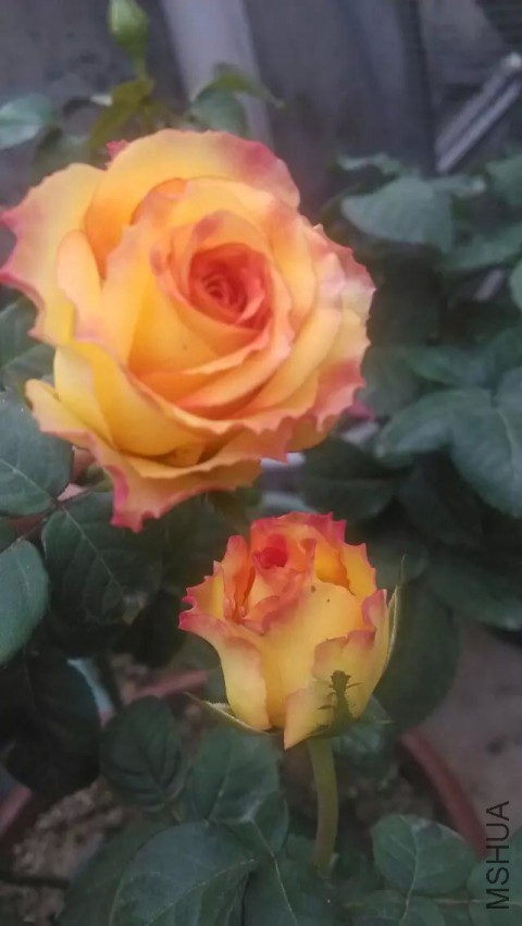 ����˹