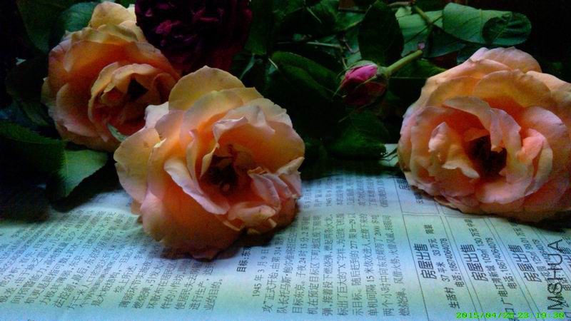 2015�괺Ǥ���¼�Ʒ��9.jpg