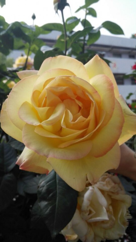 QQͼƬ20150505215409.jpg
