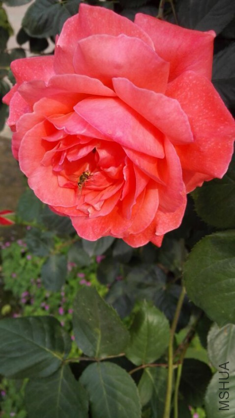 QQͼƬ20150505215630.jpg