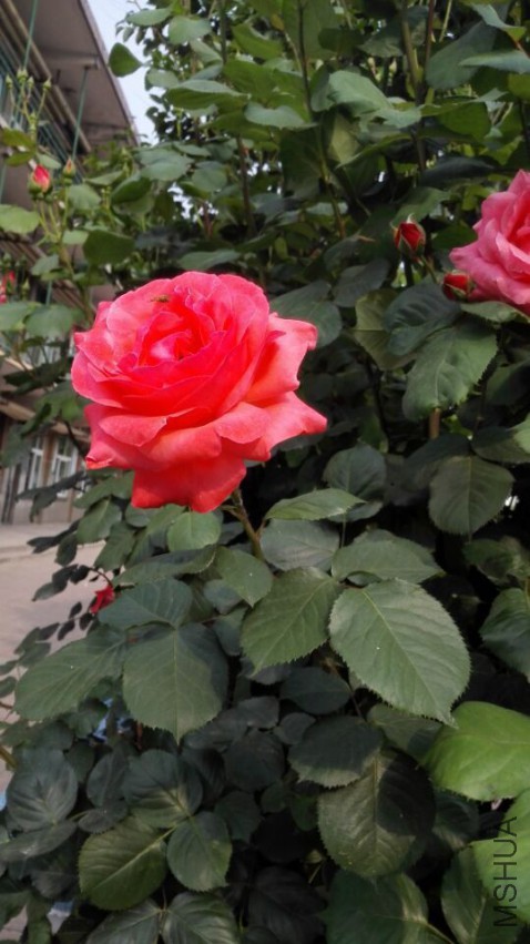 QQͼƬ20150505215619.jpg