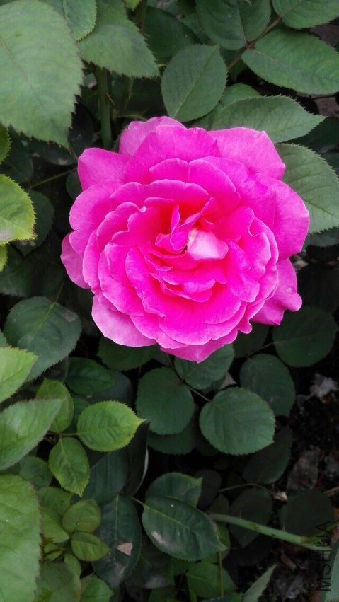 QQͼƬ20150505221123.jpg