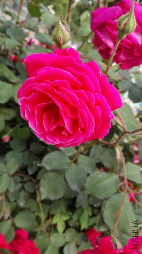 QQͼƬ20150505221035.jpg