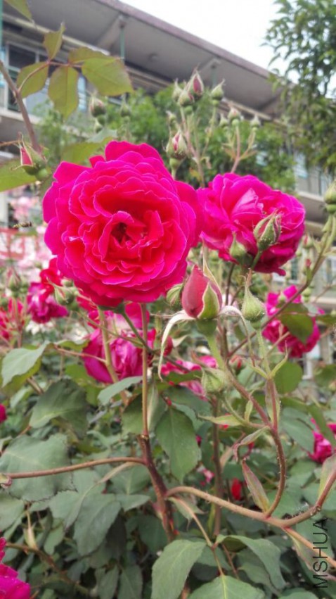 QQͼƬ20150505221016.jpg
