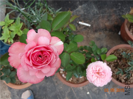 DSC08892.jpg
