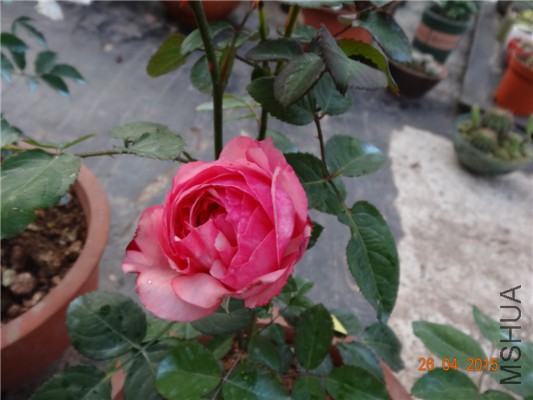 DSC08381.jpg