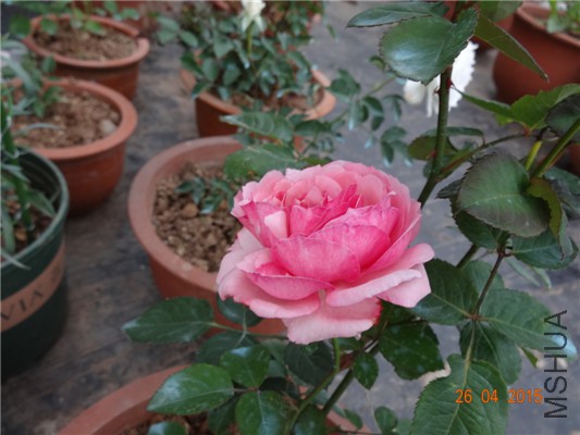 DSC08425.jpg