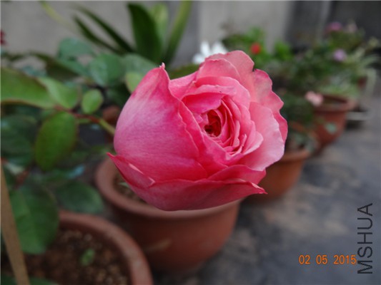 DSC08802.jpg