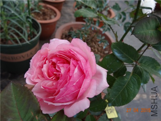 DSC08538.jpg
