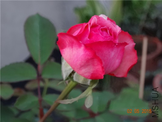 DSC08871.jpg