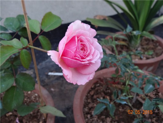 DSC08873.jpg