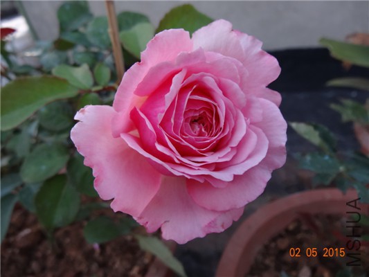 DSC08872.jpg