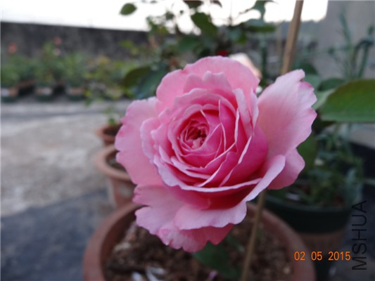 DSC08874.jpg