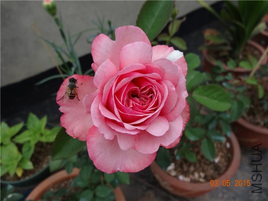 DSC08885.jpg