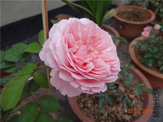 DSC08889.jpg