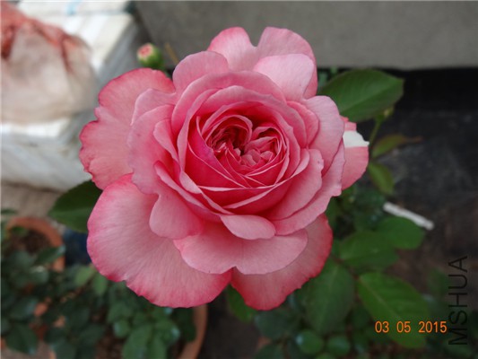 DSC08890.jpg