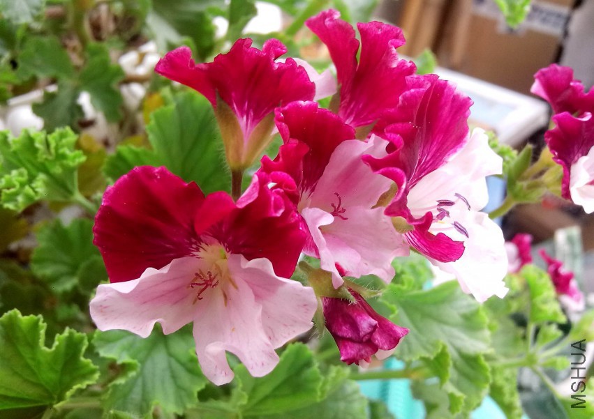 ��Ƭ_20150505_132459.jpg