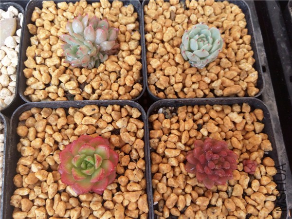 �����Ǿ�ҹ