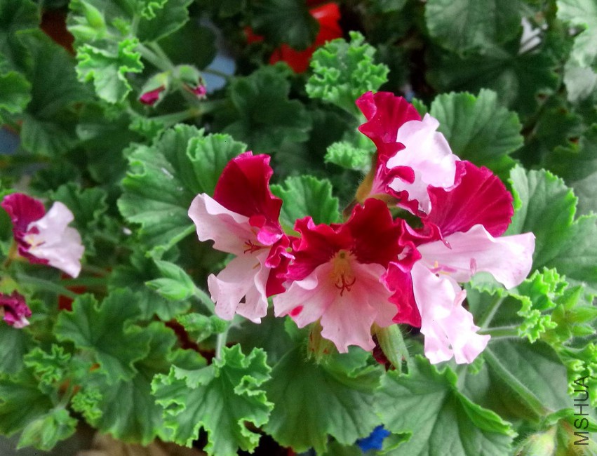 ��Ƭ_20150502_080454.jpg